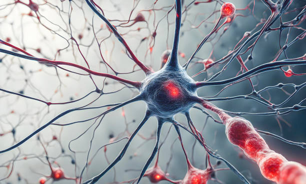 人類神經干細胞的臨床轉化