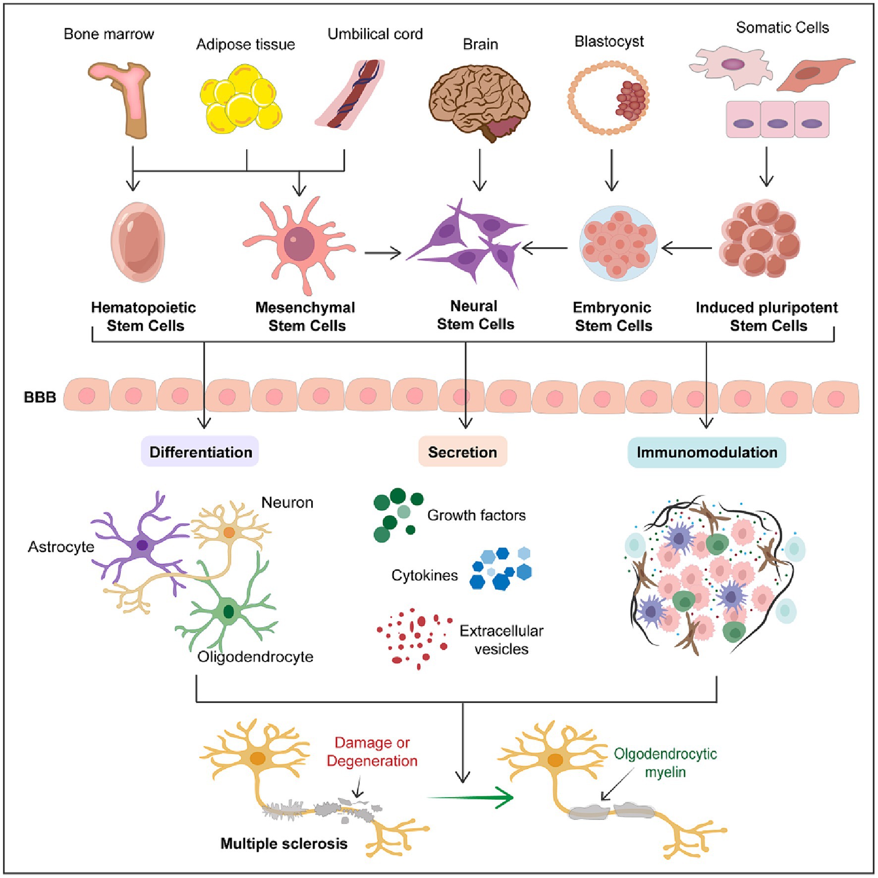 圖1：干細(xì)胞在多發(fā)性硬化癥中的治療潛力。