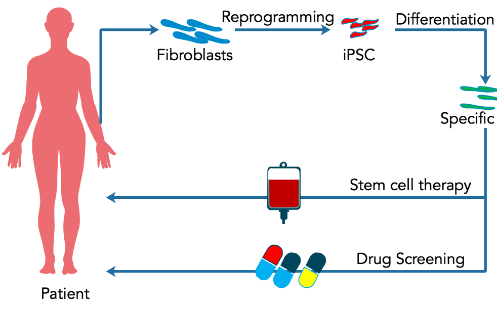 圖2. 干細(xì)胞在個體化醫(yī)療中的應(yīng)用