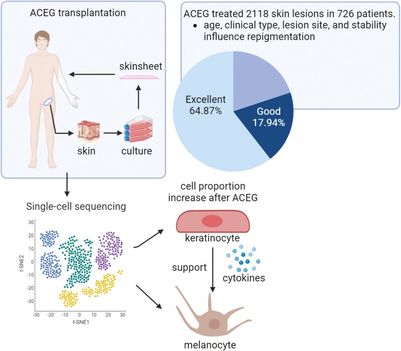 ACEG在治療節段性白癜風、下肢病變、年齡≤18、穩定期>3年方面表現出更好的效果