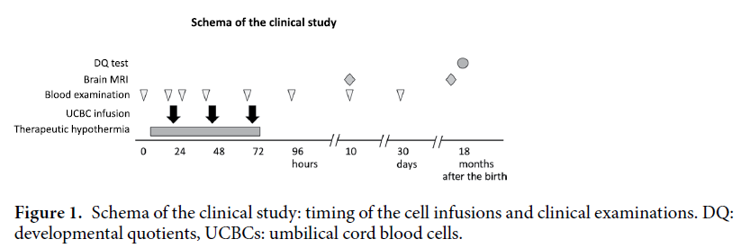 自體臍帶血回輸治療HIE臨床研究方案