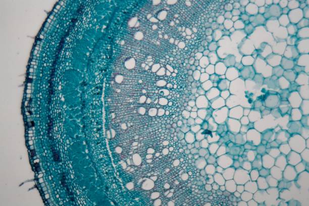 干細胞突破:EPHA2蛋白可能是更安全的再生療法的關(guān)鍵 干細胞突破:EPHA2蛋白可能是更安全的再生療法的關(guān)鍵