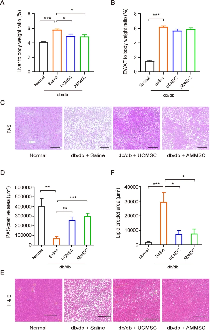 圖2：MSC給藥減少了小鼠肝臟中的脂質積累并增加了糖原儲存