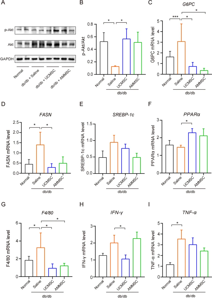 圖3：MSC給藥改善了Akt磷酸化和糖脂代謝功能障礙，并減少了肝臟炎癥。