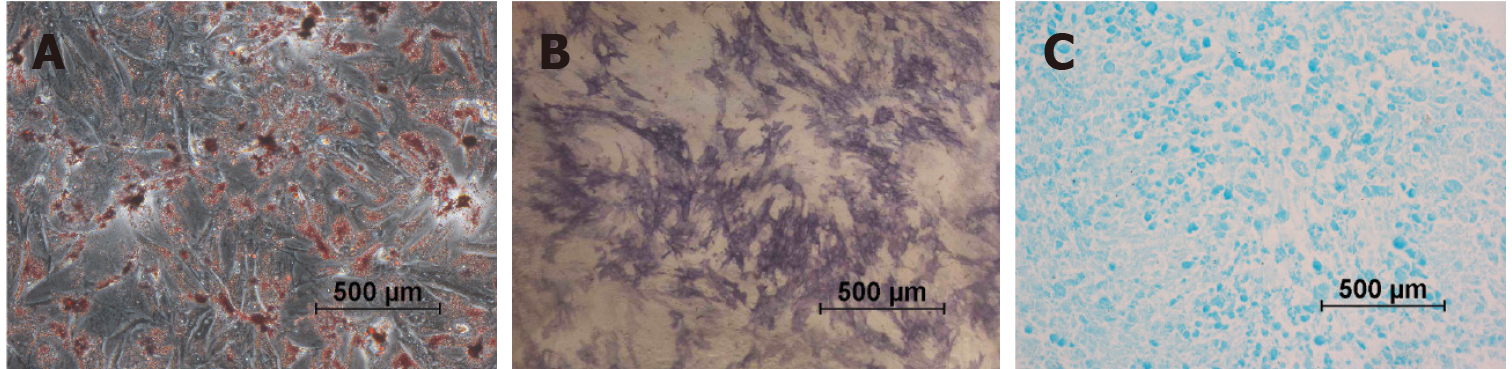 圖1:第2代尿源干細(xì)胞的分化特征。 圖1:第2代尿源干細(xì)胞的分化特征。