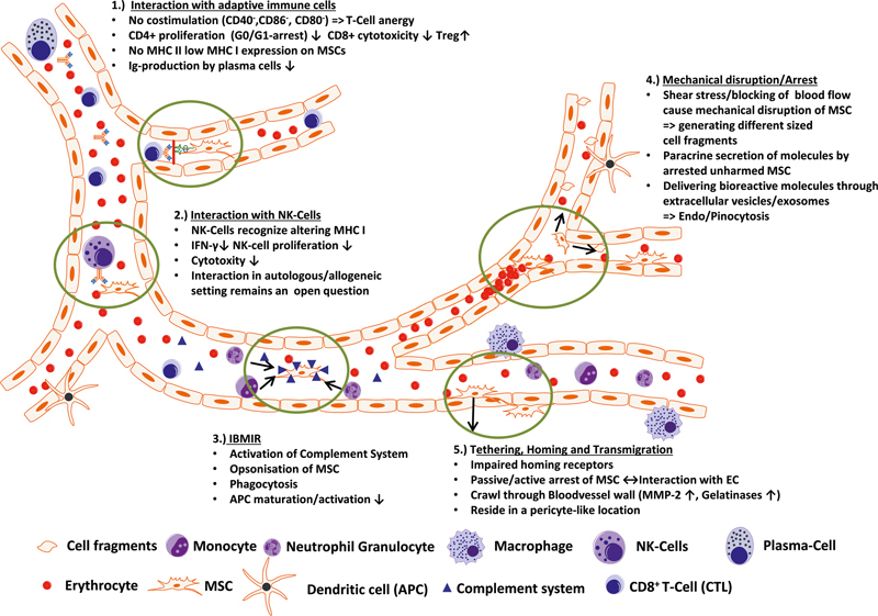 圖3：靜脈注射后間充質干細胞與組織微環境的相互作用