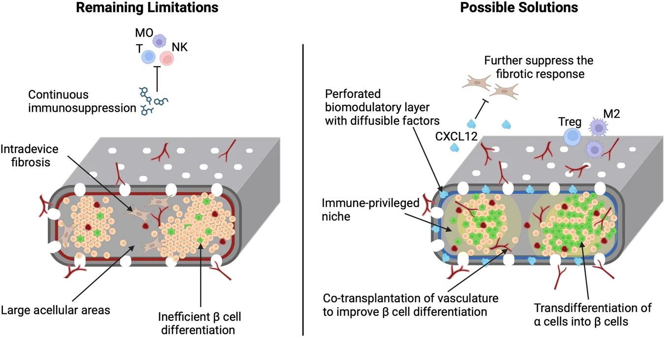 圖2：增加功能性β細胞質量和消除全身免疫抑制的策略