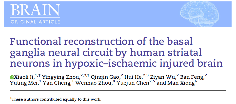 缺氧缺血性腦損傷中人類紋狀體神經元對基底神經節神經回路的功能重建
