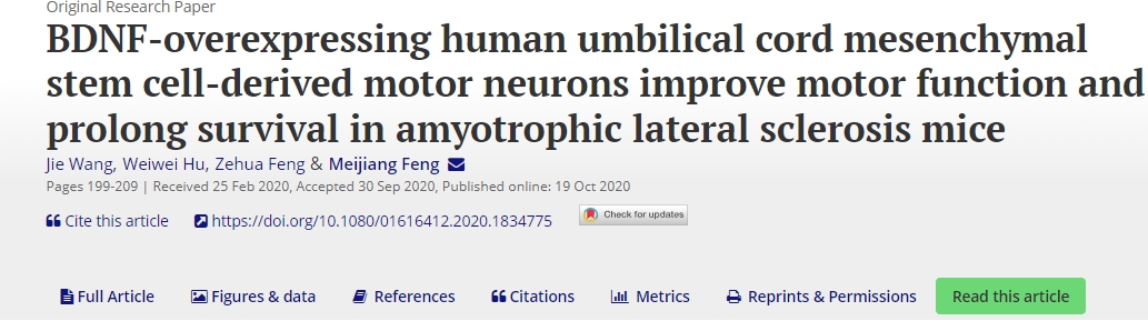 BDNF過度表達的人臍帶間充質干細胞衍生的運動神經元可改善肌萎縮側索硬化癥小鼠的運動功能并延長生存期