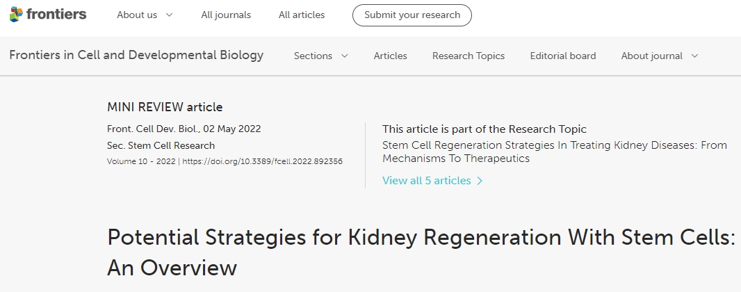利用干細(xì)胞進(jìn)行腎臟再生的潛在策略:概述 利用干細(xì)胞進(jìn)行腎臟再生的潛在策略:概述