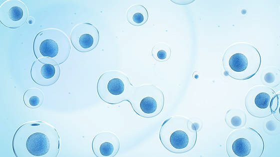 干細胞治療骨關節炎的作用機制