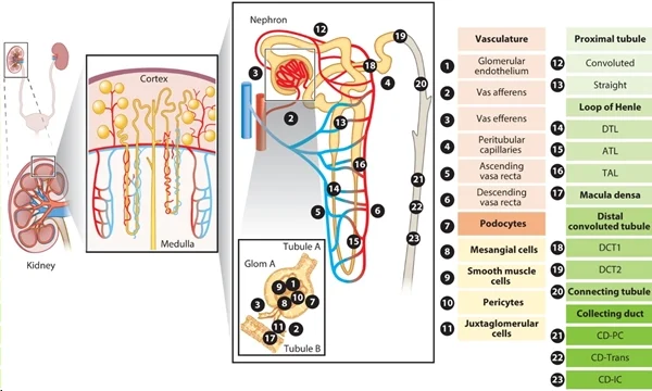圖 1：腎臟上皮細胞和內皮細胞概覽。圖片來源：PMID：34843404