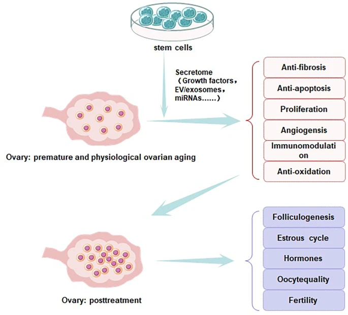 圖2：干細胞改善卵巢功能的圖示