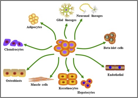 脂肪間充質(zhì)干細胞的來源、特性、作用是什么？