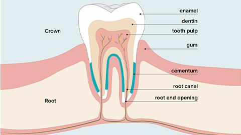 牙髓間充質干細胞的來源、特性、作用是什么？