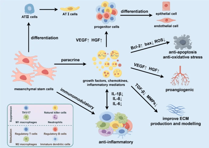 圖3：基于間充質干細胞治療慢阻肺的機制