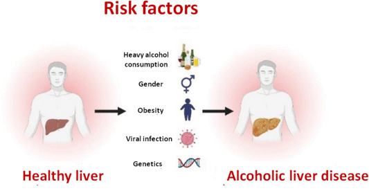 酒精性肝病風(fēng)險(xiǎn)因素 酒精性肝病風(fēng)險(xiǎn)因素