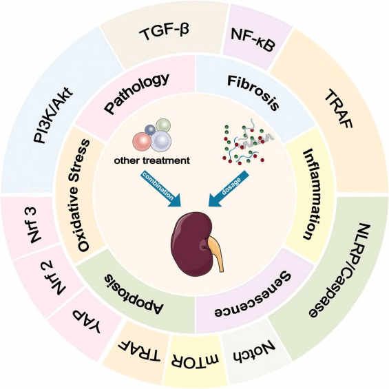 圖2：間充質干細胞 (MSC) 及其衍生的外泌體 (MSCs-Exo) 在糖尿病腎病治療中的機制和途徑。
