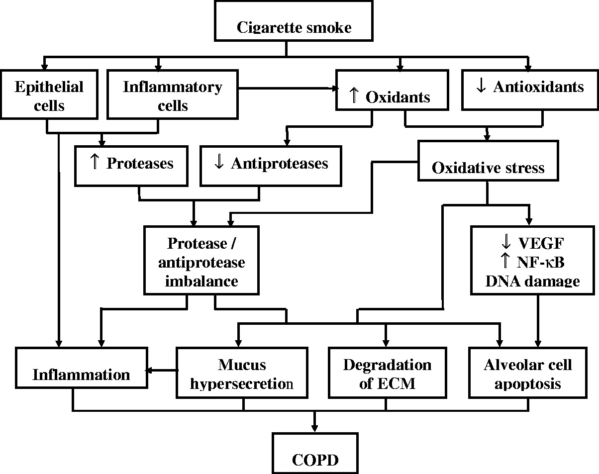 圖 1?. 示意圖總結了香煙煙霧引起的慢性阻塞性肺病 (COPD) 的致病過程