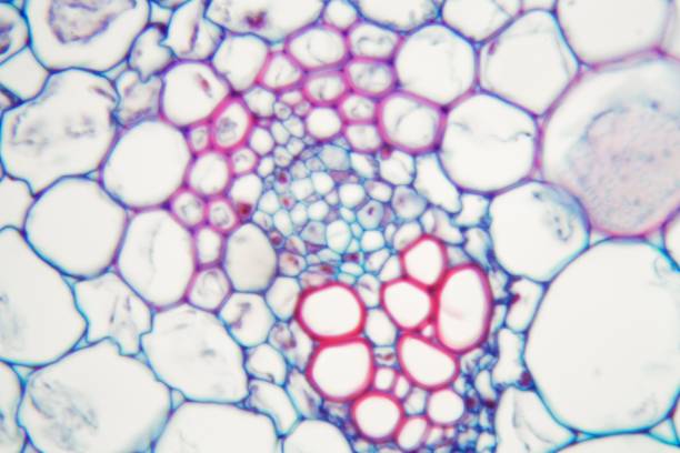 什么是間充質干細胞 (MSC)? 什么是間充質干細胞 (MSC)?