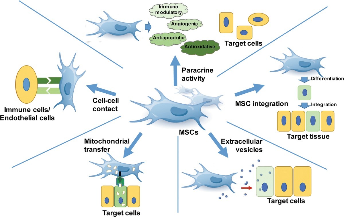 圖2 ：間充質干細胞的機制