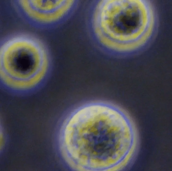 從實驗室到臨床:干細胞機構是如何生產高質量干細胞的?