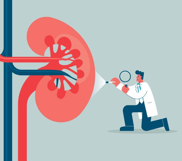 再生醫(yī)學(xué)前沿:2024年干細(xì)胞治療慢性腎病的最新研究進(jìn)展匯總 再生醫(yī)學(xué)前沿:2024年干細(xì)胞治療慢性腎病的最新研究進(jìn)展匯總