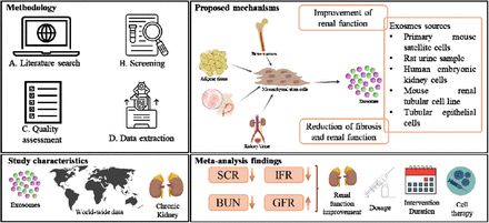 圖1:間充質(zhì)干細(xì)胞外泌體的作用 圖1:間充質(zhì)干細(xì)胞外泌體的作用