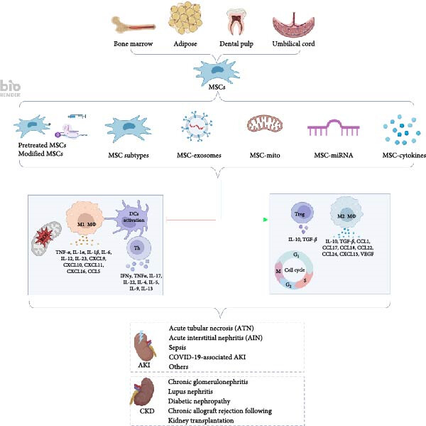 圖1：間充質干細胞介導的免疫調節和組織修復在腎臟疾病中的機制。