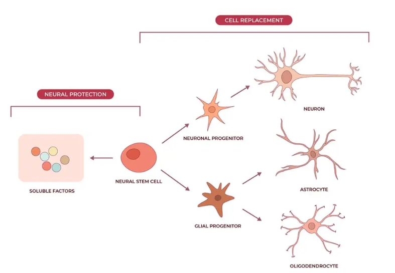 神經(jīng)干細胞可分化為神經(jīng)元、星形膠質(zhì)細胞和少突膠質(zhì)細胞，在恢復(fù)神經(jīng)系統(tǒng)疾病的認知功能方面取得重大進展