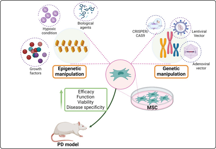 圖3：間充質干細胞 (MSC) 在帕金森病 (PD) 治療中的操作。