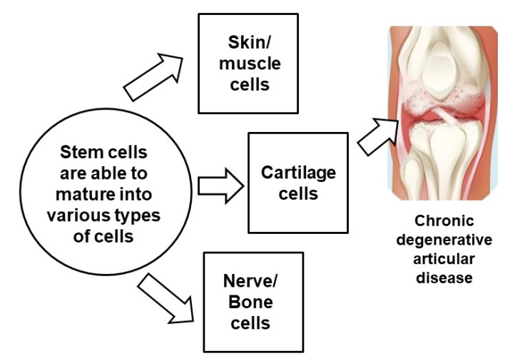 圖3:干細胞治療膝骨關節炎 圖3:干細胞治療膝骨關節炎