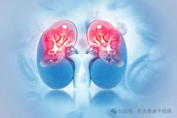 干細胞治療腎臟疾病：未來腎臟健康的先進解決方案