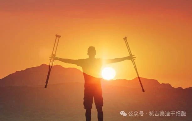 探尋脊髓損傷神經(jīng)再生之路，神經(jīng)干細(xì)胞移植技術(shù)在眾多方法中脫穎而出