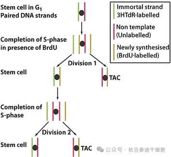圖7：干細(xì)胞選擇性分離DNA鏈。