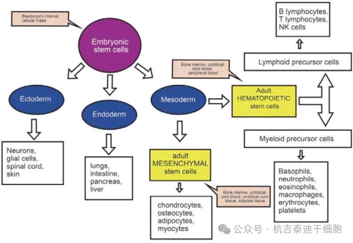 圖3：該圖描繪了胚胎干細(xì)胞的多能性和成體干細(xì)胞的多能性。