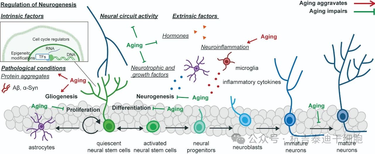 圖1:健康衰老過程中神經(jīng)發(fā)生和神經(jīng)干細(xì)胞變化的調(diào)節(jié)。 圖1:健康衰老過程中神經(jīng)發(fā)生和神經(jīng)干細(xì)胞變化的調(diào)節(jié)。