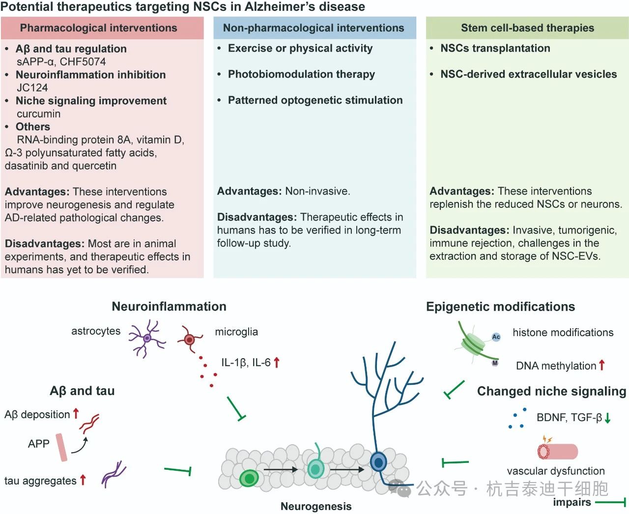 圖2:針對阿爾茨海默病中神經(jīng)干細(xì)胞的潛在療法。 圖2:針對阿爾茨海默病中神經(jīng)干細(xì)胞的潛在療法。