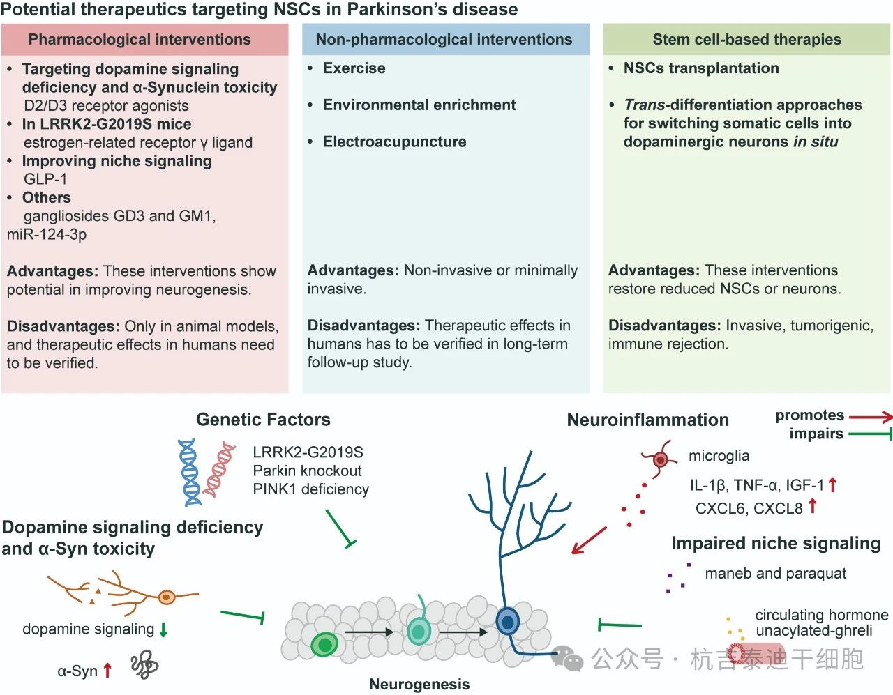 圖3:針對帕金森病中神經(jīng)干細(xì)胞的潛在療法。 圖3:針對帕金森病中神經(jīng)干細(xì)胞的潛在療法。