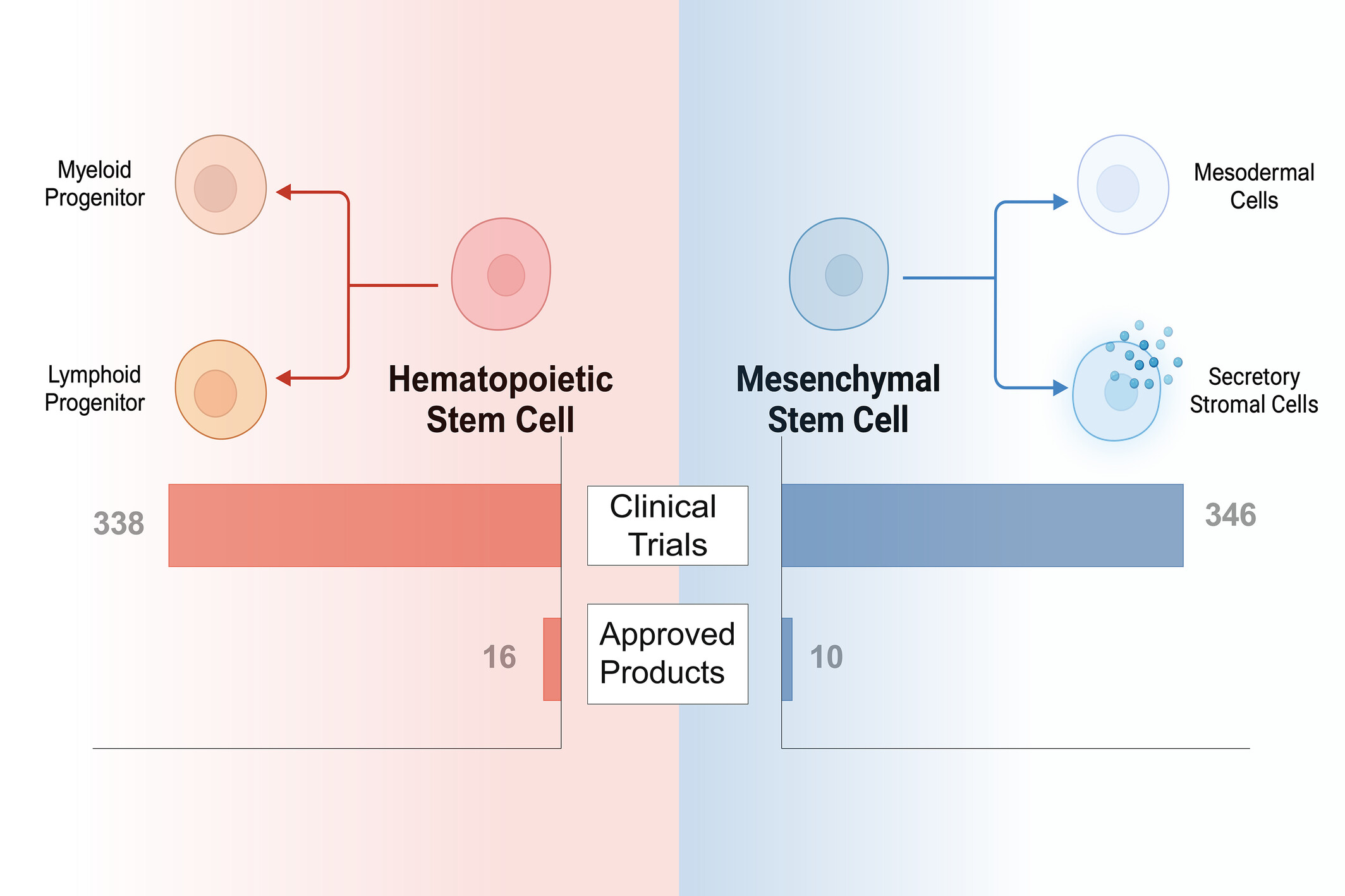 圖1：已獲批準或臨床研究的干細胞療法中使用的常見干細胞類型。HSC和MSC在干細胞療法的臨床領域中占主導地位。