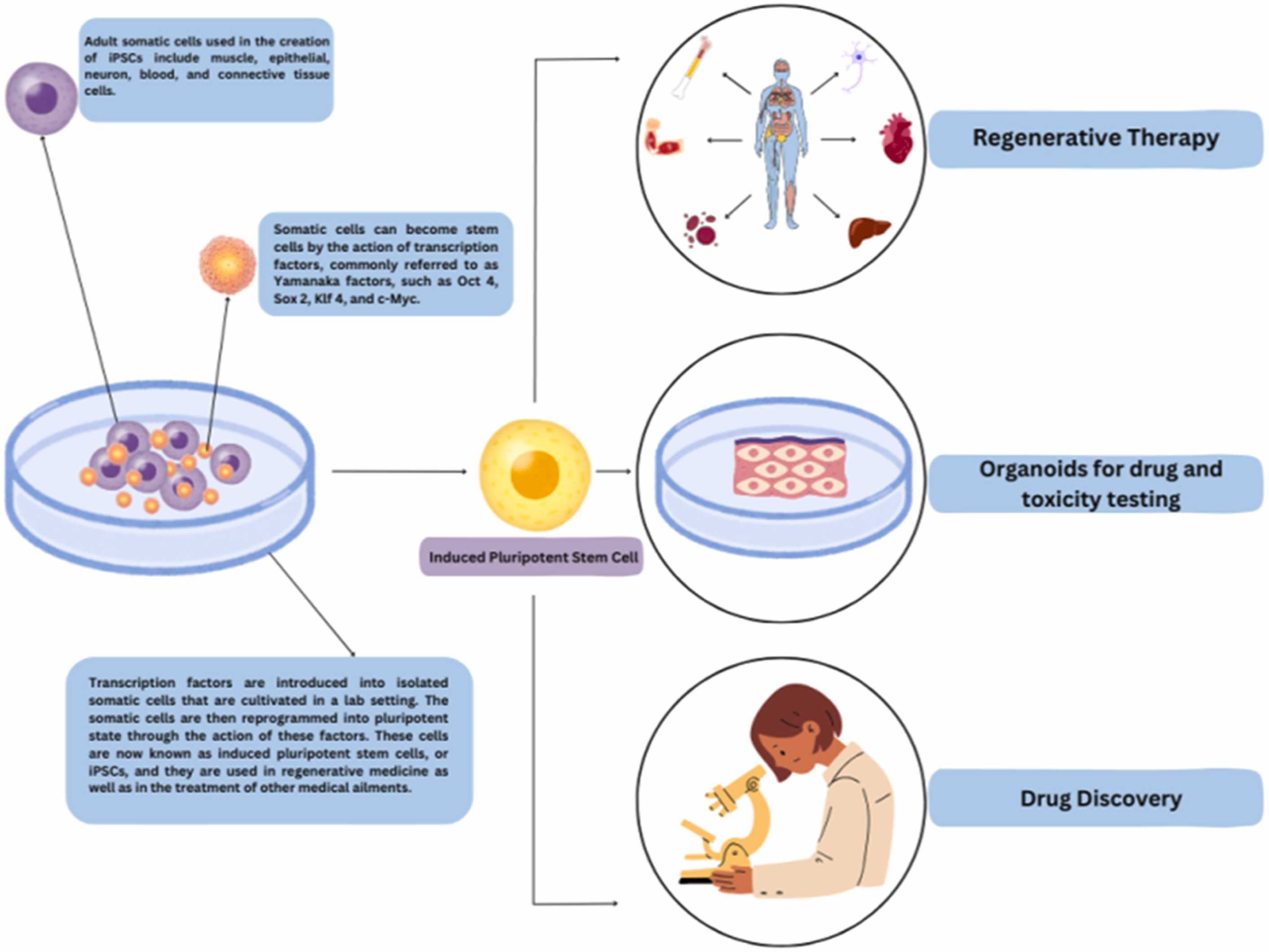 圖1：iPSC的生成和應用