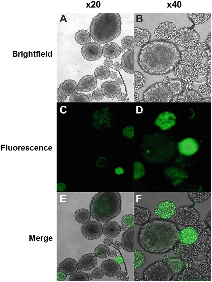 圖3：逆轉錄病毒轉導 NSPC。