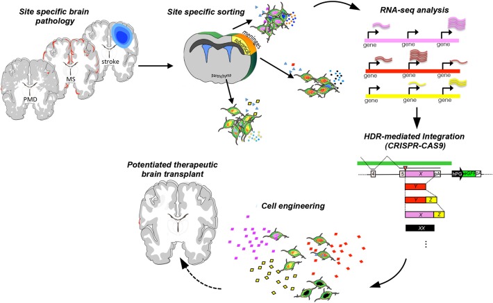 圖1：增強神經干細胞治療可塑性的工程策略。