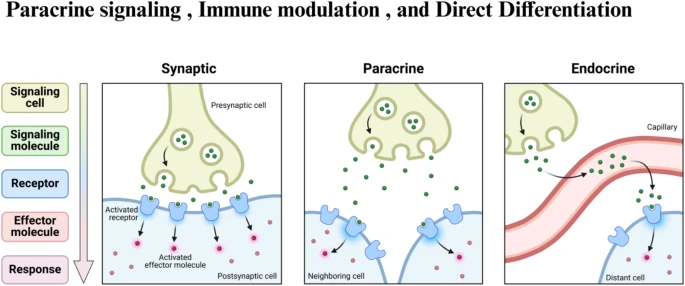 圖3：干細胞治療眼科疾病的旁分泌信號、免疫調節和直接分化等機制