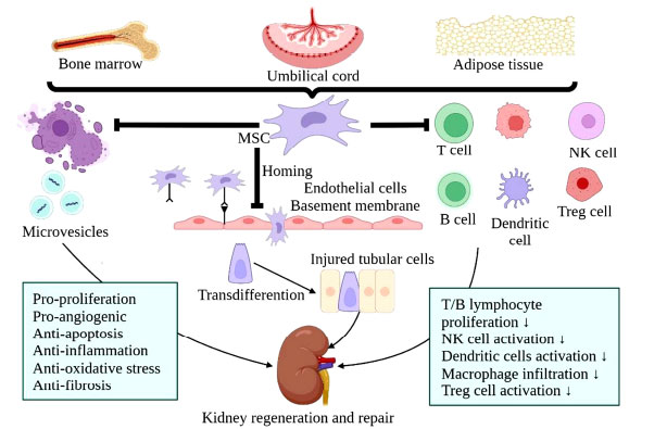 圖(3):MSCs治療腎臟疾病的機制示意圖 圖(3):MSCs治療腎臟疾病的機制示意圖