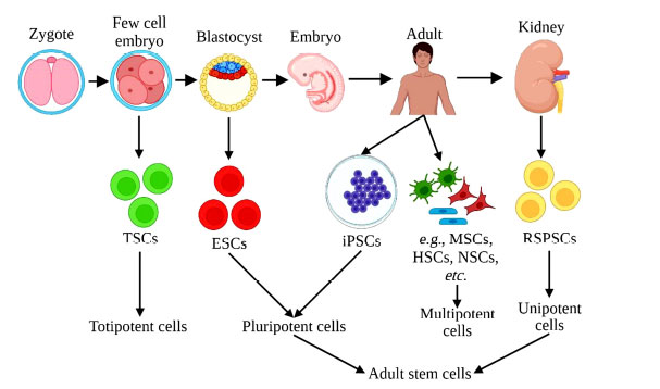 圖 (3):根據干細胞分化成其他細胞類型的能力對其進行分類。 圖 (1):根據干細胞分化成其他細胞類型的能力對其進行分類。