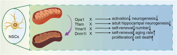 圖3：四種調控因子通過線粒體動力學影響神經干細胞。