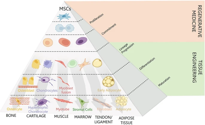 圖1：介生過程。Caplan等人于1994年提出了介生過程的典型假說，并展示了在誘導性細胞培養條件下，向骨骼、軟骨、肌肉等組織分化的實質性譜系通路。