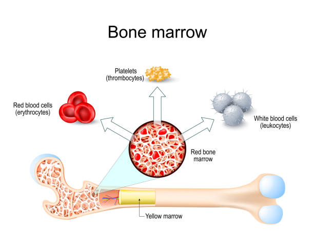 骨髓來(lái)源的單個(gè)核細(xì)胞