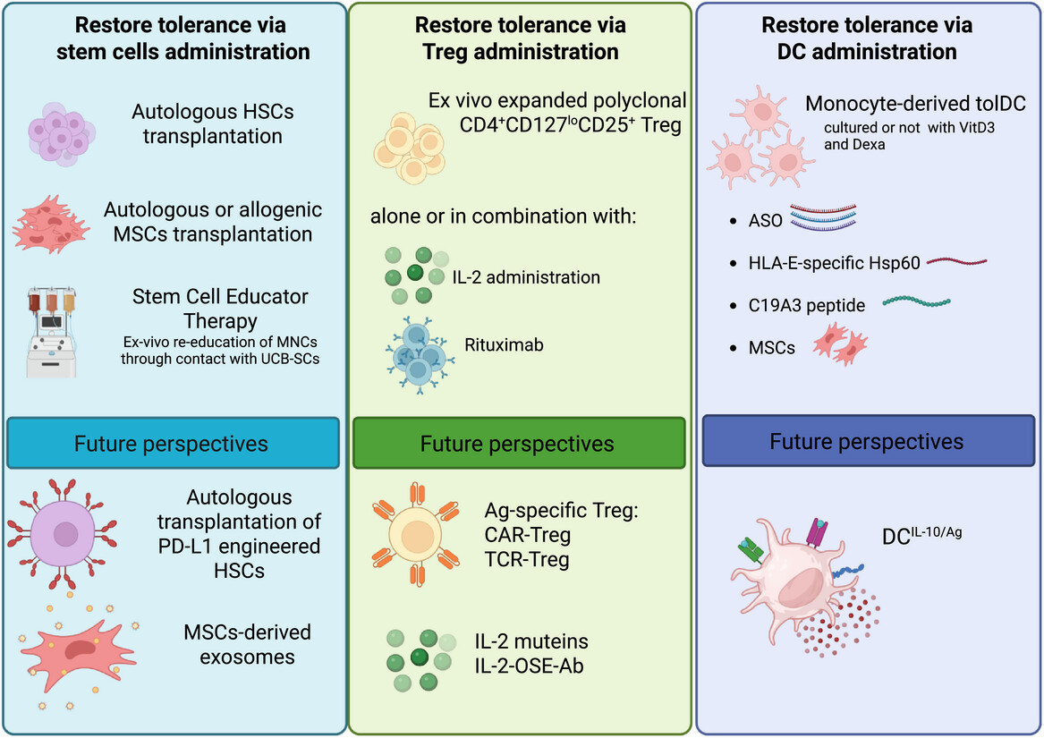 圖1：為恢復1型糖尿病（T1D）耐受性而提出的過繼細胞治療策略示意圖。